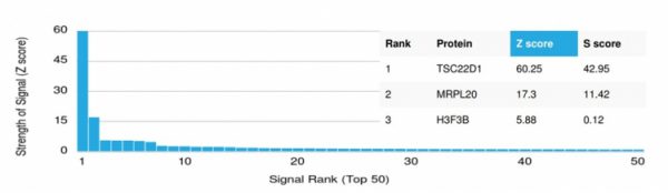 Analysis of Protein Array containing more than 19,000 full-length human proteins using TSC22D1 Mouse Monoclonal Antibody (PCRP-TSC22D1-1A2). Z- and S- Score: The Z-score represents the strength of a signal that a monoclonal antibody (MAb) (in combination with a fluorescently-tagged anti-IgG secondary antibody) produces when binding to a particular protein on the HuProtTM array. Z-scores are described in units of standard deviations (SD's) above the mean value of all signals generated on that array. If targets on HuProtTM are arranged in descending order of the Z-score, the S-score is the difference (also in units of SD's) between the Z-score. S-score therefore represents the relative target specificity of a MAb to its intended target.  A MAb is considered to specific to its intended target, if the MAb has an S-score of at least 2.5. For example, if a MAb binds to protein X with a Z-score of 43 and to protein Y with a Z-score of 14, then the S-score for the binding of that MAb to protein X is equal to 29.