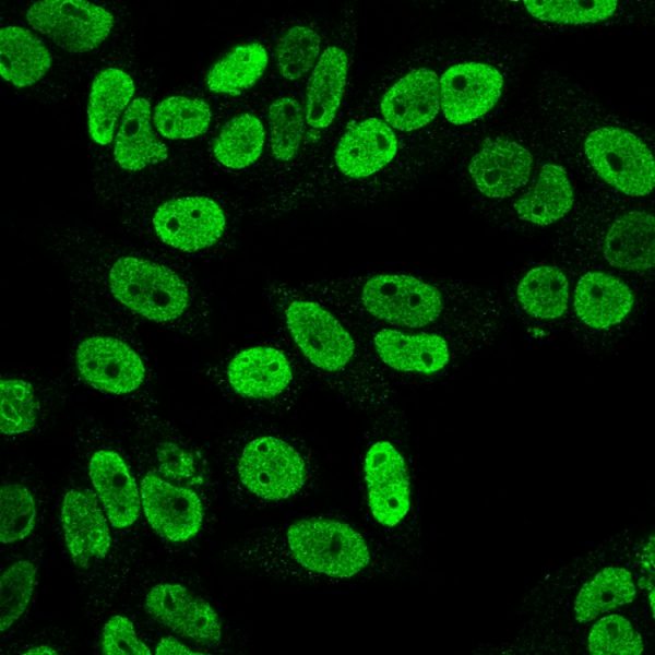 Immunofluorescence Analysis of PFA fixed HeLa cells labeling Cyclin B1 MAb (SPM619)followed by Goat anti-mouse IgG-CF488 (Green).