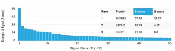 Analysis of Protein Array containing more than 19,000 full-length human proteins using ZNF622 Mouse Monoclonal Antibody (PCRP-ZNF622-1C11). Z- and S- Score: The Z-score represents the strength of a signal that a monoclonal antibody (MAb) (in combination with a fluorescently-tagged anti-IgG secondary antibody) produces when binding to a particular protein on the HuProtTM array. Z-scores are described in units of standard deviations (SD's) above the mean value of all signals generated on that array. If targets on HuProtTM are arranged in descending order of the Z-score, the S-score is the difference (also in units of SD's) between the Z-score. S-score therefore represents the relative target specificity of a MAb to its intended target.  A MAb is considered to specific to its intended target, if the MAb has an S-score of at least 2.5. For example, if a MAb binds to protein X with a Z-score of 43 and to protein Y with a Z-score of 14, then the S-score for the binding of that MAb to protein X is equal to 29.