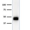 CD2 / Lymphocyte Function Antigen 2 (LFA-2) Antibody - Image 2