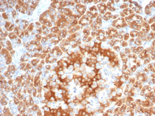 Formalin-fixed, paraffin-embedded human salivary gland stained with RCAS1 Recombinant Rabbit Monoclonal Antibody (EBAG9/7033R).