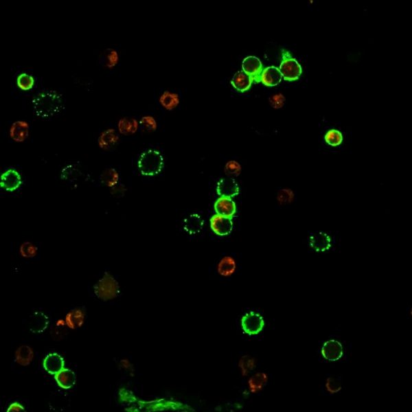 Immunofluorescence staining of PBMC cells using CD4 Recombinant Mouse Monoclonal Antibody (rC4/206) followed by goat anti-mouse IgG conjugated to CF488 (green).