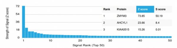 Analysis of Protein Array containing more than 19,000 full-length human proteins using ZMYM3 Mouse Monoclonal Antibody (PCRP-ZMYM3-2F10). Z- and S- Score: The Z-score represents the strength of a signal that a monoclonal antibody (MAb) (in combination with a fluorescently-tagged anti-IgG secondary antibody) produces when binding to a particular protein on the HuProtTM array. Z-scores are described in units of standard deviations (SD's) above the mean value of all signals generated on that array. If targets on HuProtTM are arranged in descending order of the Z-score, the S-score is the difference (also in units of SD's) between the Z-score. S-score therefore represents the relative target specificity of a MAb to its intended target.  A MAb is considered to specific to its intended target, if the MAb has an S-score of at least 2.5. For example, if a MAb binds to protein X with a Z-score of 43 and to protein Y with a Z-score of 14, then the S-score for the binding of that MAb to protein X is equal to 29.