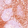 CD6 (Negative Marker of T-regulatory Cells) Antibody - Image 2