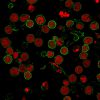 CD6 (Negative Marker of T-regulatory Cells) Antibody - Image 4