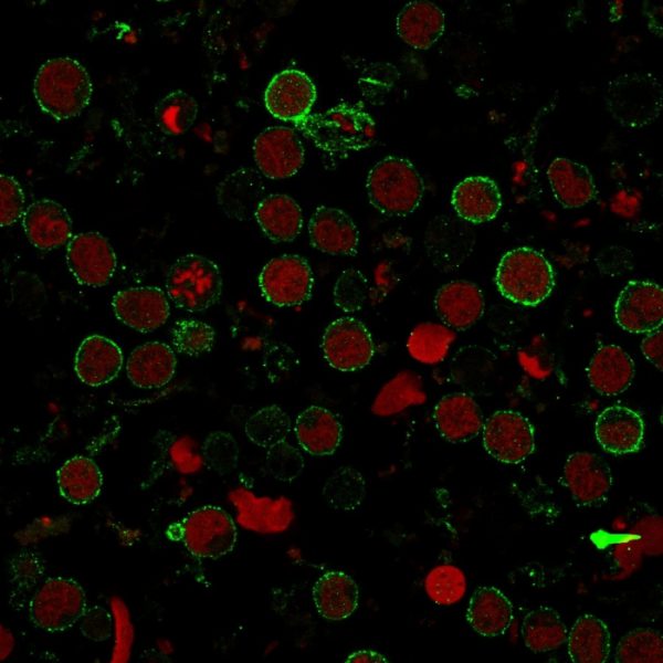 Immunofluorescence staining of MOLT-4 cells using CD6 Monoclonal Antibody (SPM547) followed by goat anti-Mouse IgG conjugated to CF488 (green). Nuclei are stained with Reddot.