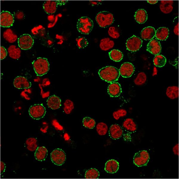 Immunofluorescence staining of MOLT-4 cells using CD6 Rabbit Recombinant Monoclonal Antibody (C6/2884R) followed by goat anti-rabbit IgG conjugated to CF488 (green). Nuclei are stained with Reddot.