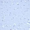 Recombinant CCD8A (Cytotoxic- & Suppressor T-Cell Marker) Antibody - Image 3