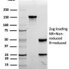Recombinant CCD8A (Cytotoxic- & Suppressor T-Cell Marker) Antibody - Image 4