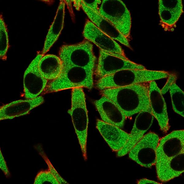 Immunofluorescence Analysis of HeLa cells using RPS6KA5 / MSK1 Mouse Monoclonal Antibody (PCRP-RPS6KA5-1A8) followed by goat anti-mouse IgG-CF488 (green). CF640A phalloidin (red).