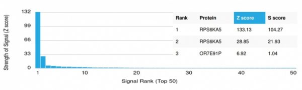 Analysis of Protein Array containing more than 19,000 full-length human proteins using RPS6KA5 / MSK1 Mouse Monoclonal Antibody (PCRP-RPS6KA5-1A8). Z- and S- Score: The Z-score represents the strength of a signal that a monoclonal antibody (MAb) (in combination with a fluorescently-tagged anti-IgG secondary antibody) produces when binding to a particular protein on the HuProtTM array. Z-scores are described in units of standard deviations (SD's) above the mean value of all signals generated on that array. If targets on HuProtTM are arranged in descending order of the Z-score, the S-score is the difference (also in units of SD's) between the Z-score. S-score therefore represents the relative target specificity of a MAb to its intended target.  A MAb is considered to specific to its intended target, if the MAb has an S-score of at least 2.5. For example, if a MAb binds to protein X with a Z-score of 43 and to protein Y with a Z-score of 14, then the S-score for the binding of that MAb to protein X is equal to 29.