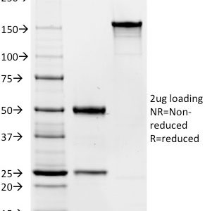 SDS-PAGE Analysis of Purified CD19 Mouse Monoclonal Antibody (Clone C19/366). Confirmation of Integrity and Purity of Antibody.