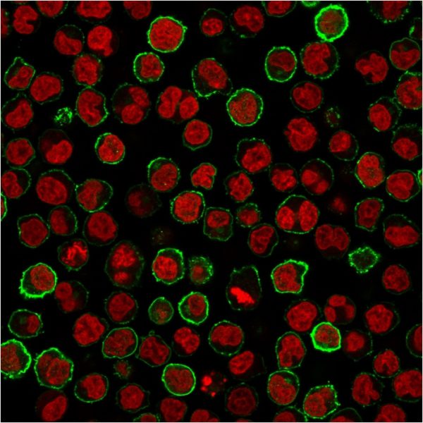 CD20 Antibody in Immunofluorescence (IF)