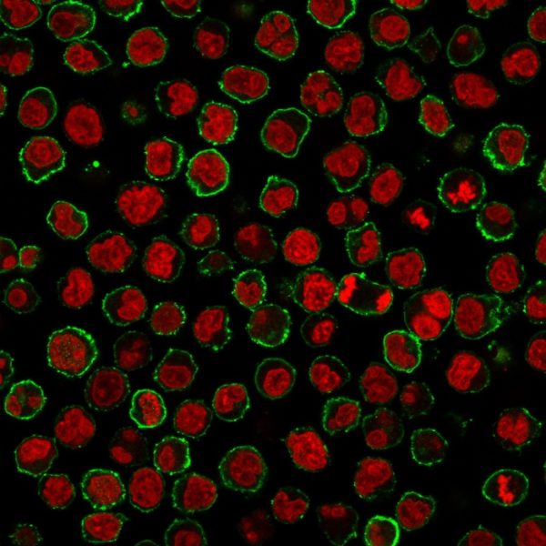 CD20 Antibody in Immunofluorescence (IF)