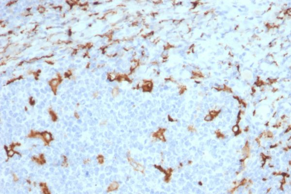 Formalin-fixed, paraffin-embedded human tonsil stained with CD163 Mouse Monoclonal Antibody (M130/2163).