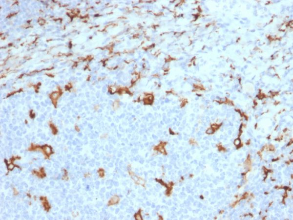 Formalin-fixed, paraffin-embedded human tonsil stained with CD163 Mouse Monoclonal Antibody (M130/2163).