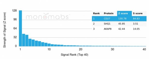 CD27 (Tumor Necrosis Factor Receptor Superfamily 7) Antibody - Image 3