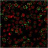 CD28 Antibody