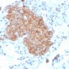 CD86 (Dendritic Cells Maturation Marker) Antibody