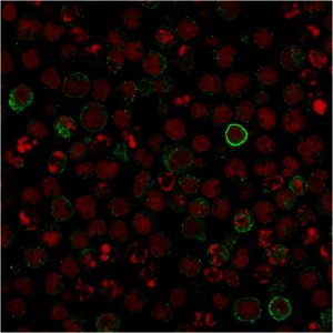 CD86 Antibody in Immunofluorescence (IF)