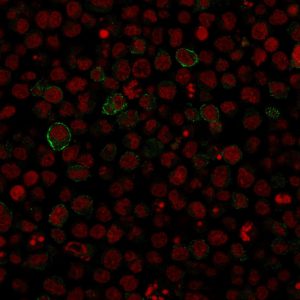 CD86 Antibody in Immunofluorescence (IF)