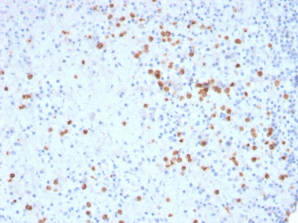 CD33 Antibody in Immunohistochemistry (IHC (P))