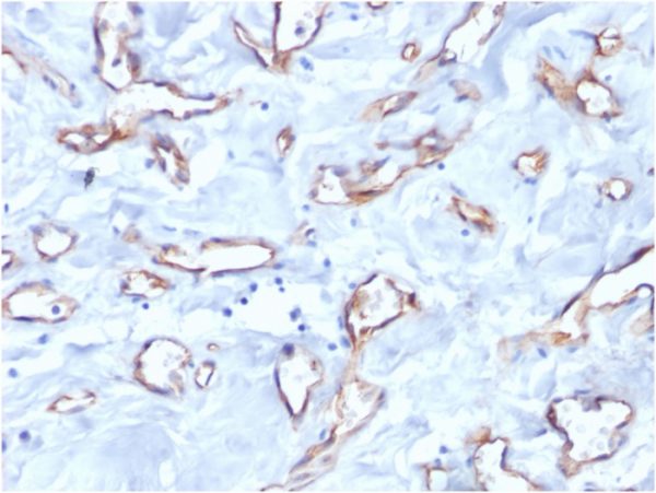 CD34 (Hematopoietic Stem Cell &Endothelial Marker) Antibody - Image 2