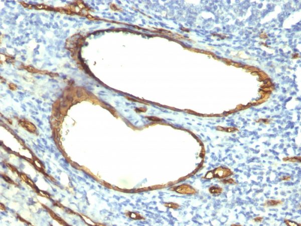 CD34 (Hematopoietic Stem Cell & Endothelial Marker) Antibody - Image 2