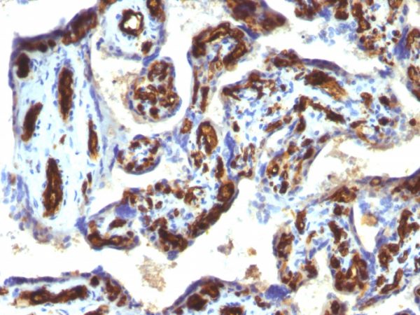 CD34 (Hematopoietic Stem Cell & Endothelial Marker) Antibody - Image 3