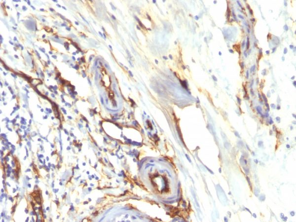 Recombinant CD34 (Hematopoietic Stem Cell & Endothelial Marker) Antibody - Image 2