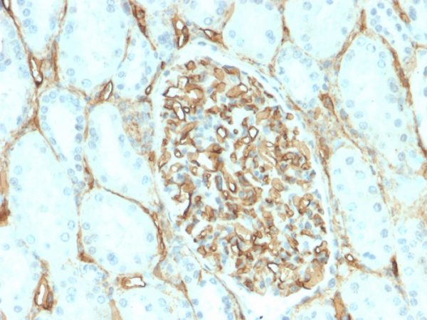 Recombinant CD34 (Hematopoietic Stem Cell & Endothelial Marker) Antibody - Image 3