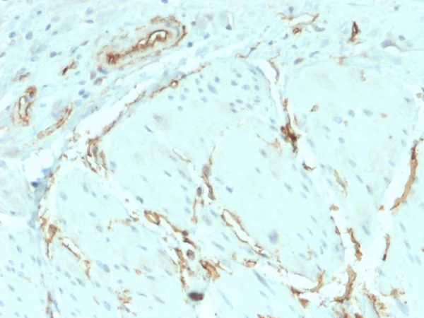 Recombinant CD34 (Hematopoietic Stem Cell & Endothelial Marker) Antibody - Image 4