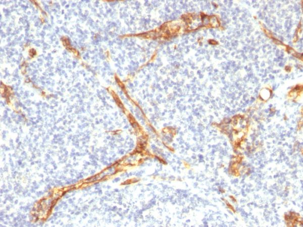 Recombinant CD34 (Hematopoietic Stem Cell & Endothelial Marker) Antibody - Image 5