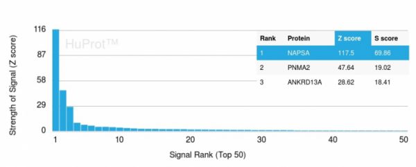 Analysis of Protein Array containing more than 19,000 full-length human proteins using Napsin A Mouse Monoclonal Antibody (NAPSA/3308). Z- and S- Score: The Z-score represents the strength of a signal that a monoclonal antibody (Monoclonal Antibody) (in combination with a fluorescently-tagged anti-IgG secondary antibody) produces when binding to a particular protein on the HuProtTM array. Z-scores are described in units of standard deviations (SDs) above the mean value of all signals generated on that array. If targets on HuProtTM are arranged in descending order of the Z-score, the S-score is the difference (also in units of SDs) between the Z-score. S-score therefore represents the relative target specificity of a Monoclonal Antibody to its intended target. A Monoclonal Antibody is considered to specific to its intended target, if the Monoclonal Antibody has an S-score of at least 2.5. For example, if a Monoclonal Antibody binds to protein X with a Z-score of 43 and to protein Y with a Z-score of 14, then the S-score for the binding of that Monoclonal Antibody to protein X is equal to 29.