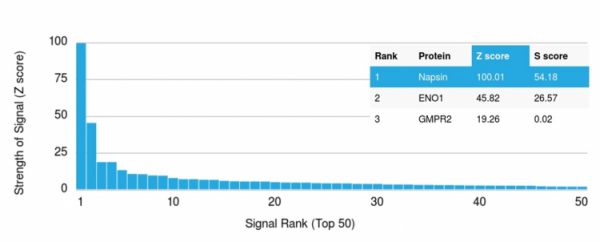 Analysis of Protein Array containing more than 19,000 full-length human proteins using Napsin A Mouse Monoclonal Antibody (NAPSA/1238). Z- and S- Score: The Z-score represents the strength of a signal that a monoclonal antibody (MAb) (in combination with a fluorescently-tagged anti-IgG secondary antibody) produces when binding to a particular protein on the HuProtTM array. Z-scores are described in units of standard deviations (SD's) above the mean value of all signals generated on that array. If targets on HuProtTM are arranged in descending order of the Z-score, the S-score is the difference (also in units of SD's) between the Z-score. S-score therefore represents the relative target specificity of a MAb to its intended target. A MAb is considered to specific to its intended target, if the MAb has an S-score of at least 2.5. For example, if a MAb binds to protein X with a Z-score of 43 and to protein Y with a Z-score of 14, then the S-score for the binding of that MAb to protein X is equal to 29.