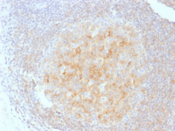 Formalin-fixed, paraffin-embedded human Tonsil stained with CD40 Mouse Monoclonal Antibody (C40/1605).