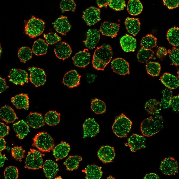 Immunofluorescent analysis of PFA-fixed K562 cells stained with CREB5 Mouse Monoclonal Antibody (PCRP-CREB5-1G8) followed by goat anti-mouse IgG-CF488 (green); phalloidin counterstain (red).