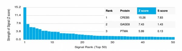 Analysis of Protein Array containing more than 19,000 full-length human proteins using CREB5 Mouse Monoclonal Antibody (PCRP-CREB5-1G8). Z- and S- Score: The Z-score represents the strength of a signal that a monoclonal antibody (MAb) (in combination with a fluorescently-tagged anti-IgG secondary antibody) produces when binding to a particular protein on the HuProtTM array. Z-scores are described in units of standard deviations (SD&apos;s) above the mean value of all signals generated on that array. If targets on HuProtTM are arranged in descending order of the Z-score, the S-score is the difference (also in units of SD&apos;s) between the Z-score. S-score therefore represents the relative target specificity of a MAb to its intended target.  A MAb is considered to specific to its intended target, if the MAb has an S-score of at least 2.5. For example, if a MAb binds to protein X with a Z-score of 43 and to protein Y with a Z-score of 14, then the S-score for the binding of that MAb to protein X is equal to 29.