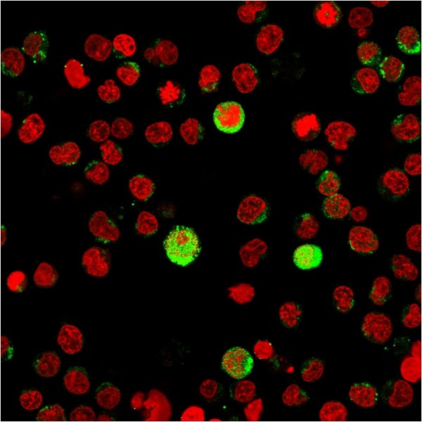 Immunofluorescence staining of Jurkat cells using CD40 Ligand Mouse Monoclonal Antibody (CD40LG/2763)followed by goat anti-Mouse IgG conjugated to CF488 (green). Nuclei are stained with Reddot.