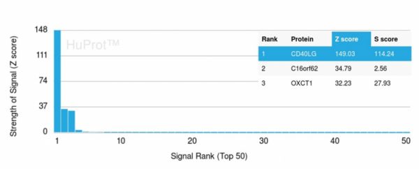 Analysis of Protein Array containing more than 19,000 full-length human proteins using CD40 Mouse Ligand Monoclonal Antibody (CD40LG/2763) Z- and S- Score: The Z-score represents the strength of a signal that a monoclonal antibody (MAb) (in combination with a fluorescently-tagged anti-IgG secondary antibody) produces when binding to a particular protein on the HuProtTM array. Z-scores are described in units of standard deviations (SDs) above the mean value of all signals generated on that array. If targets on HuProtTM are arranged in descending order of the Z-score, the S-score is the difference (also in units of SDs) between the Z-score. S-score therefore represents the relative target specificity of a MAb to its intended target. A MAb is considered to specific to its intended target, if the MAb has an S-score of at least 2.5. For example, if a MAb binds to protein X with a Z-score of 43 and to protein Y with a Z-score of 14, then the S-score for the binding of that MAb to protein X is equal to 29.