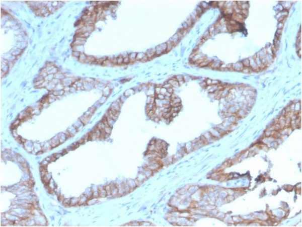 CD47 / IAP (Integrin Associated Protein) Antibody - Image 2