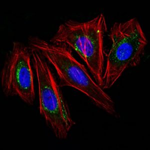 CD63 Antibody in Immunofluorescence (IF)