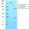Recombinant CD63 (Late Endosomes Marker) Antibody - Image 2