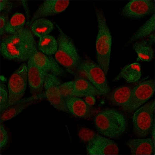 Immunofluorescence staining of U87MG cells using CD68 Recombinant Mouse Monoclonal Antibody (rLAMP4/824) followed by goat anti-Mouse IgG conjugated to CF488 (green). Nuclei are stained with Reddot