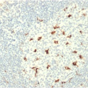 Formalin-fixed, paraffin-embedded human Tonsil stained with CD68 Mouse Monoclonal Antibody (C68/2709).