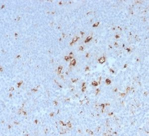 Formalin-fixed, paraffin-embedded human tonsil stained with CD68 Rabbit Recombinant Monoclonal Antibody (C68/2908R). HIER: Tris/EDTA, pH9.0, 45min. 2°C: HRP-polymer, 30min. DAB, 5min.