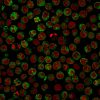 CD79a (B-Cell Marker) Antibody - Image 4