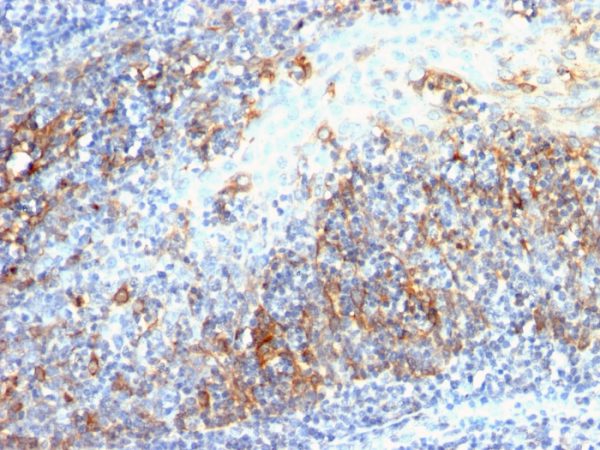 Formalin-fixed, paraffin-embedded human Tonsil stained with CDC20 Mouse Monoclonal Antibody (AR12).