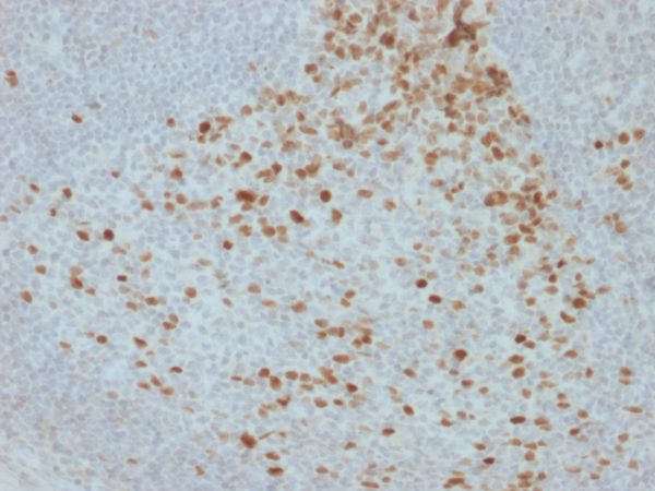 Proliferation Marker Antibody