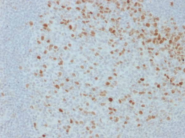 Proliferation Marker Antibody - Image 2